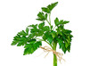 Parsley Bouquet