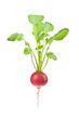 radish