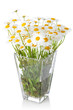 Beautiful marguerite flowers in vase Beautiful marguerite flowers in vase