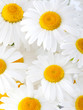 Beautiful marguerite flowers