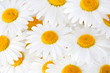 Beautiful marguerite flowers