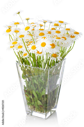 Foto: Beautiful marguerite flowers in vase Beautiful marguerite flowers in vase