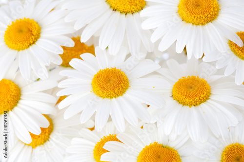 Photo: Beautiful marguerite flowers Beautiful marguerite flowers