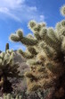 Prickly Cactus in Arizona Desert
