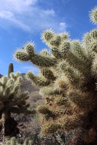 Photo: Prickly Cactus in Arizona Desert Prickly Cactus in Arizona Desert