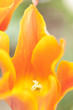 チューリップの花