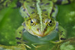 Augen aus dem Wasser