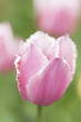 チューリップの花