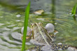 Frosche am Teich