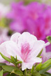 ツツジの花