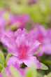 ツツジの花