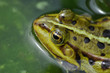 Große Augen. Frosch