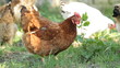 Portrait hen Portrait hen