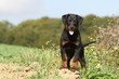 chiot beauceron de face - berger de Beauce
