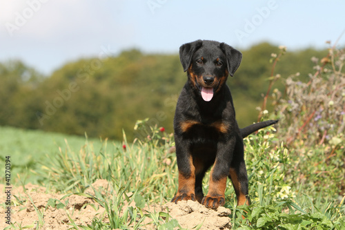 Photo: chiot beauceron de face - berger de Beauce chiot beauceron de face - berger de Beauce
