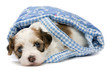 Photo en ligne au meilleur prix Cute havanese puppy dog is lying in a mini basket