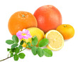 citrus fruits with branch of dog-rose citrus fruits with branch of dog-rose