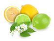 Citrus fruits with branch of jasmine Citrus fruits with branch of jasmine