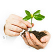 Photo: support small plant support small plant