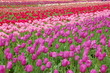 Tulip Field in Spring