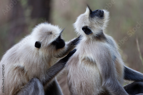Photo: Langur monkey couple grooming Langur monkey couple grooming