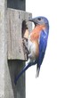 Isolated Bluebird Birdhouse Isolated Bluebird Birdhouse