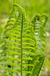 Photo: Young Fern Growing in the Forest in the Spring Young Fern Growing in the Forest in the Spring