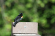 male redwing blackbird