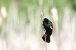 redwing blackbird