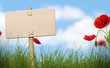 blank wooden sign, grass and poppies