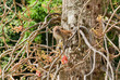 macaque monkey macaque monkey