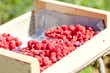 raspberries