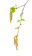 Birch branch with seeds and young leaflets