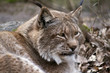 Lynx