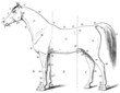 Vector: The external form of the horse The external form of the horse