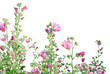 Malva (Mallows) against white background