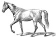 The style walk a horse. Step