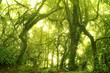 Mossy forest