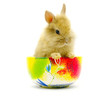Detalii fotografie rabbit