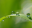 Detalii fotografie water drops