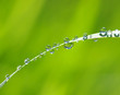 Detalii fotografie water drops