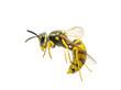 wasp