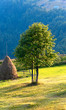 Summer mountain grassland landscape