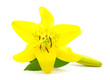 yellow lily