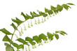 Echtes Salomonssiegel (Polygonatum odoratum)