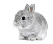 Gray rabbit bunny baby isolated on white background
