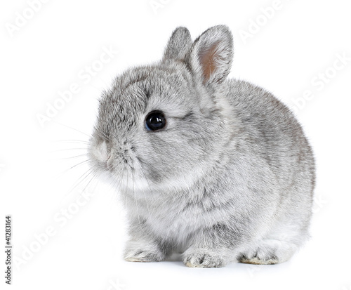 Photo: Gray rabbit bunny baby isolated on white background Gray rabbit bunny baby isolated on white background