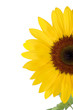 Sunflower closeup