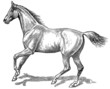 Vector: The style walk a horse. Gallop (left) The style walk a horse. Gallop (left)