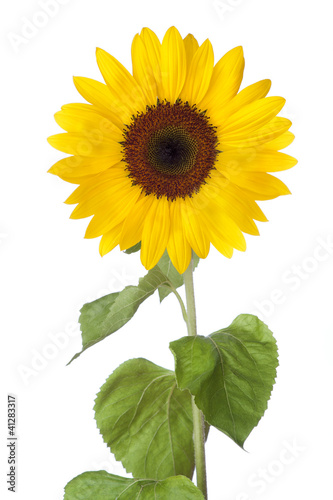 Photo: Sunflower Sunflower